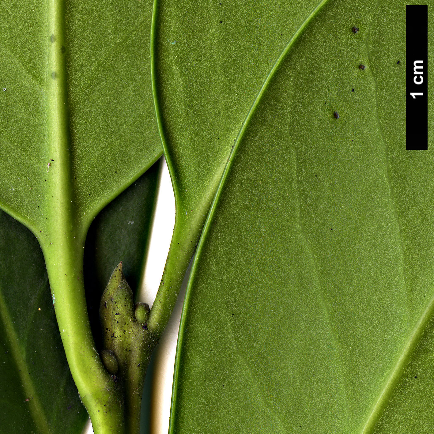 High resolution image: Family: Aquifoliaceae - Genus: Ilex - Taxon: aquifolium - SpeciesSub: × I.opaca